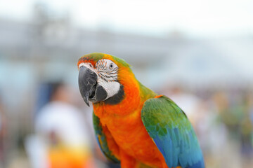Catalina macaw ara parrot bird standing on long bar.
