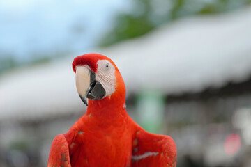 close up of Scarlet macaw parrot bird 
