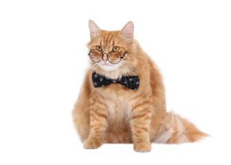 Serious handsome Cat with a bow tie on white background. Beautiful red Cat wearing a beautiful bow tie with eyeglasses. Smart cat. Science or education. school, academic year. Copy space