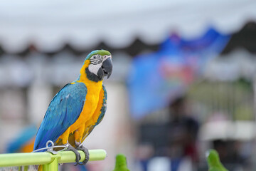  Blue and gold macaw parrot bird standing on long bar.