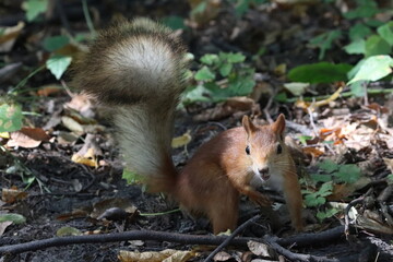 Red squirrel among branches and dry leaves