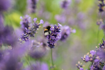 Bumblebee pollinating flowering lavender bush, spikes in wind against blurred background. Bumblebee flying on flower field, collecting pollen. Bee sitting on purple flower, wildlife, flora, fauna