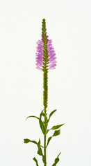 Physostegia virginiana flower growing in a greenhouse