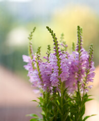 Physostegia virginiana flower growing in a greenhouse