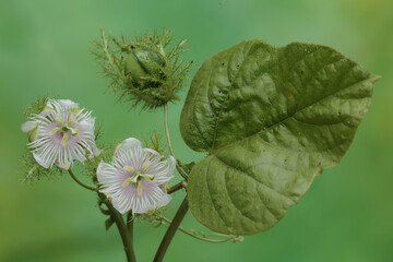The beauty of stinking passionflower when in full bloom. This plant has the scientific name Passiflora foetida.