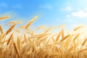 Fototapeta premium Harvest golden wheat crop season fields swaying in the wind during the day with a clear sky 