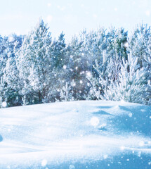 Landscape. Frozen winter forest with snow covered trees.