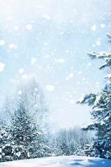 Landscape. Frozen winter forest with snow covered trees.