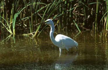 Obraz premium Grande Aigrette,. Ardea alba, Great Egret