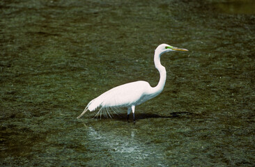 Grande Aigrette,. Ardea alba, Great Egret