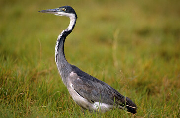 Héron mélanocéphale,.Ardea melanocephala , Black headed Heron