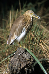 Crabier de Gray,.Ardeola grayii , Indian Pond Heron