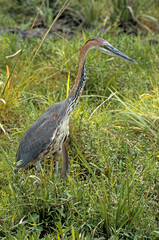 Héron goliath,.Ardea goliath, Goliath Heron