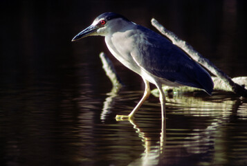 Bihoreau gris, Héron bihoreau,.Nycticorax nycticorax, Black crowned Night Heron