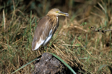 Crabier de Gray,.Ardeola grayii , Indian Pond Heron