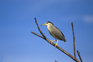 Bihoreau gris, Héron bihoreau,.Nycticorax nycticorax, Black crowned Night Heron