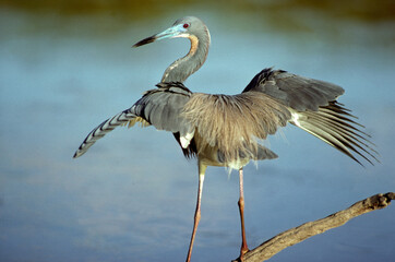 Aigrette tricolore,.Egretta tricolor, Tricolored Heron