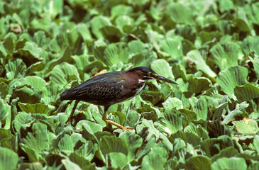 Héron vert,.Butorides virescens, Green Heron