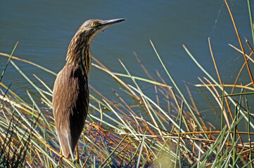 Héron blongios de Sturn , Blongios de Sturm,.Ixobrychus sturmii, Dwarf Bittern