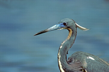 Aigrette tricolore,.Egretta tricolor, Tricolored Heron