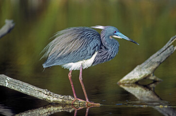 Aigrette tricolore,.Egretta tricolor, Tricolored Heron