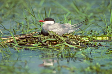 Guifette moustac, nid,.Chlidonias hybrida, Whiskered Tern