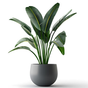 Sleek modern pot housing a beautiful paradise plant, provided as a transparent PNG for easy integration into your compositions