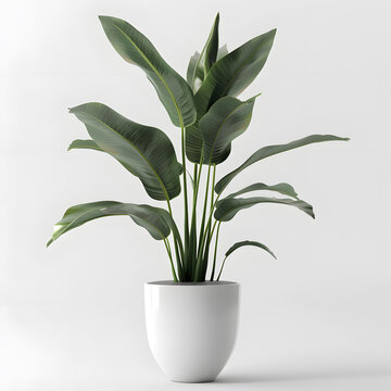 Sleek modern pot housing a beautiful paradise plant, provided as a transparent PNG for easy integration into your compositions