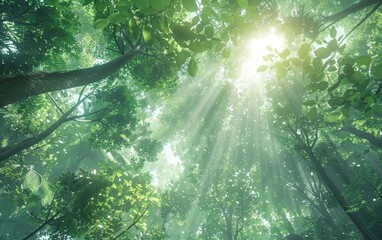 Sunlight shining into a dark, green forest landscape in the morning. Rainforest with tall trees. Nature concept. 