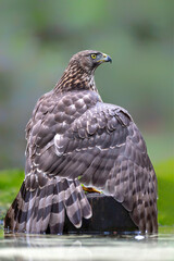 Juvenile Northern Goshawk (accipiter gentilis) taking a bath and drinking in a pond in the forest in the South of the Netherlands