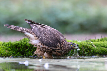 Juvenile Northern Goshawk (accipiter gentilis) taking a bath and drinking in a pond in the forest in the South of the Netherlands