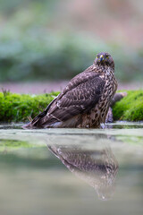 Juvenile Northern Goshawk (accipiter gentilis) taking a bath and drinking in a pond in the forest in the South of the Netherlands