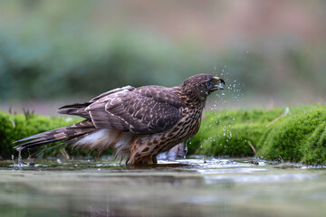 Juvenile Northern Goshawk (accipiter gentilis) taking a bath and drinking in a pond in the forest in the South of the Netherlands