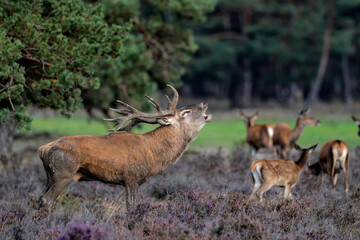 Red deer stag in the rutting season showing dominant bahaviour in the forest of National Park Hoge Veluwe in the Netherlands