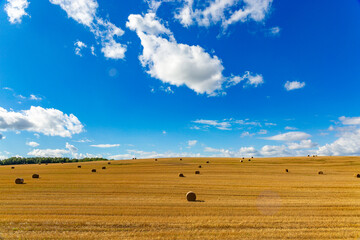 Harvested bales of straw in field at sunny summer day.