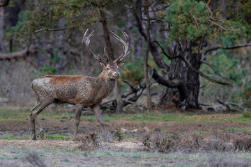 Red deer stag in the rutting season showing dominant bahaviour in the forest of National Park Hoge Veluwe in the Netherlands