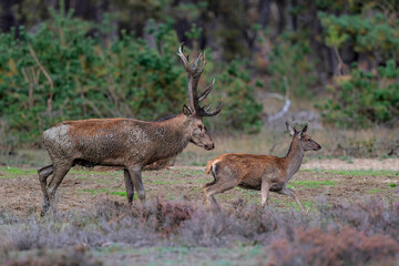 Red deer stag in the rutting season showing dominant bahaviour in the forest of National Park Hoge Veluwe in the Netherlands