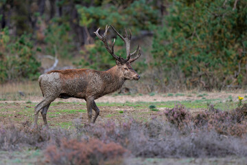 Red deer stag in the rutting season showing dominant bahaviour in the forest of National Park Hoge Veluwe in the Netherlands