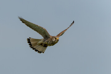 Common Kestrel (Falco innunculus) flying with a prey to feed the chiks in the meadows in the Netherlands 