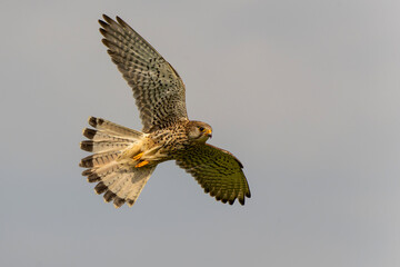 Common Kestrel (Falco innunculus) flying with a prey to feed the chiks in the meadows in the Netherlands 