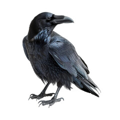 Fototapeta premium Black raven isolated on transparent background cutout PNG