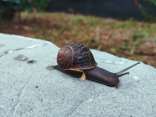 Close-up of a snail crawling on a stone surface outdoors