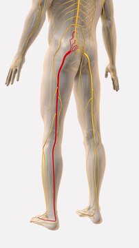 Sciatica spine and nerve pain medical animation