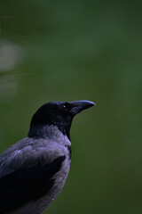 Portrait of a crow