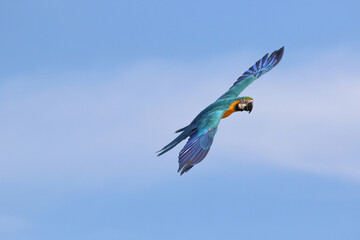 Colorful Blue and Gold Macaw parrot flying in the sky. Free flying bird