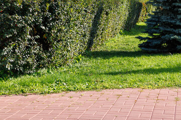 Obraz premium A hedge of bushes in a park.