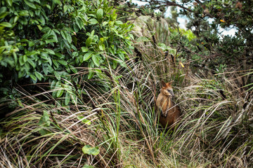 Wildlife caught in the frame