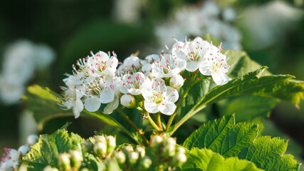 Hawthorn flowers. Low depth of field. Selective focusing.