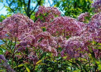 Lilac compound inflorescence of a joe-pye weed (purple water dost) at sunshine in an ornamental...