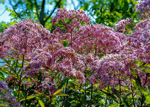 Lilac compound inflorescence of a joe-pye weed (purple water dost) at sunshine in an ornamental garden in Tulln, Austria
